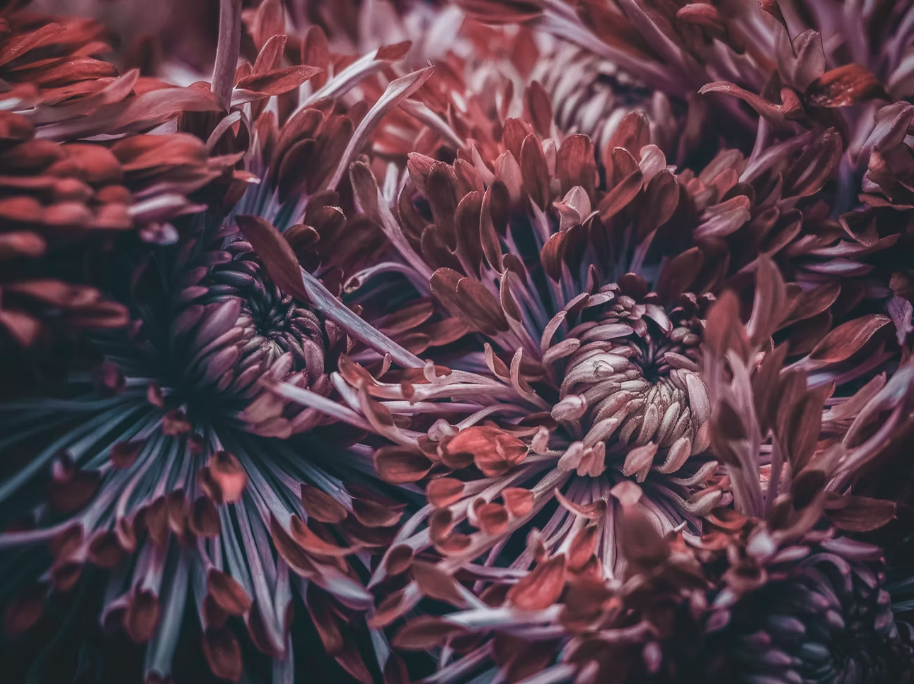 Red floral macro texture